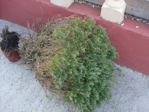 Welcome to my garden Hebe. Welcome to my garden Hebe.