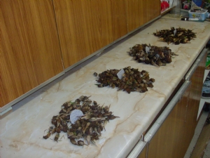 Saving seed from veg garden. Saving seed from veg garden.