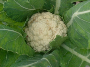 Cauliflower holding well against the weather. Cauliflower holding well against the weather.