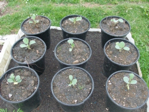 Successional sowing of cabbage. Successional sowing of cabbage.