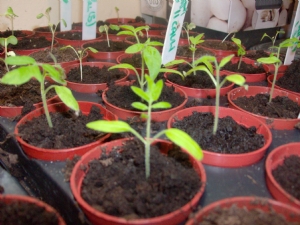 Latest picture on the tomatoes. Latest picture on the tomatoes.