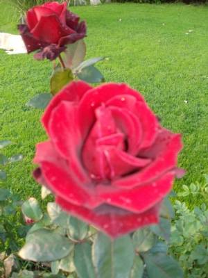 Another rose from the main bed. Another rose from the main bed.