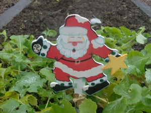 Santy digs some veg. Santy digs some veg.