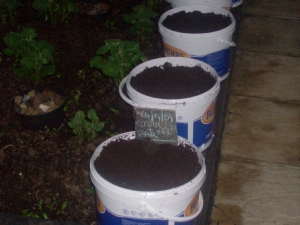 Carrot and parsley combination in the polytunnel buckets.. Carrot and parsley combination in the polytunnel buckets..