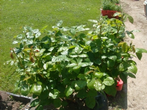 Waiting on the Roses. Waiting on the Roses.