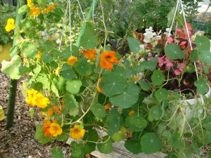 Hanging baskets in veg garden. Hanging baskets in veg garden.