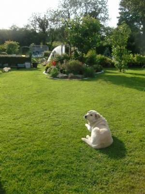 Watching out for sunshine,my four legged friend. Watching out for sunshine,my four legged friend.