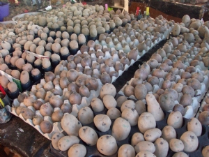 In the seed room. In the seed room.