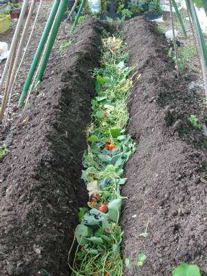 Trench composting plan for over winter.. Trench composting plan for over winter..