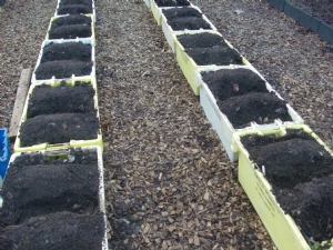 Beds for successional veg sowings. Beds for successional veg sowings.