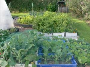 Brassicas holding well despite weather. Brassicas holding well despite weather.