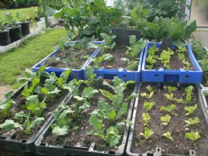 Turnips,lettuce,cabbage,and broccoli. Turnips,lettuce,cabbage,and broccoli.