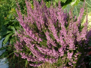 Heather in full bloom. Heather in full bloom.