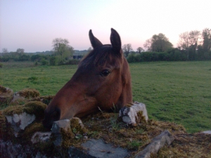 Do you want some of my manure. Do you want some of my manure.