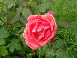 In the rose bed. In the rose bed.