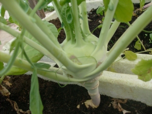 Kohl Rabi doing well. Kohl Rabi doing well.