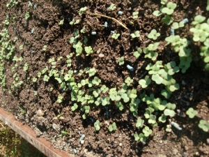 Young gardeners first seed showing well. Young gardeners first seed showing well.