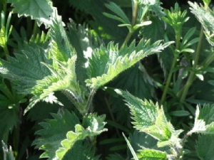 Nettles used here for liquid feed. Nettles used here for liquid feed.