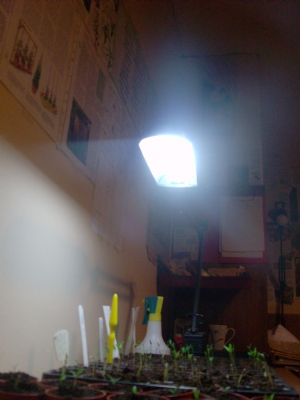 Single tray seed room lighting. Single tray seed room lighting.