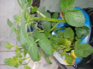 Compost bag of potatoes for Christmas. Compost bag of potatoes for Christmas.