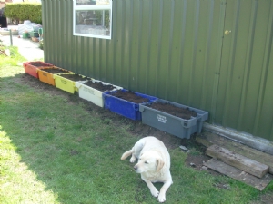 New beds along shed New beds along shed