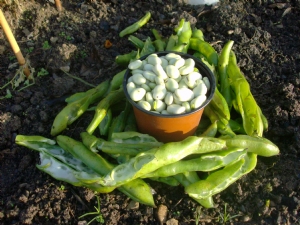 Vegetable supply today. Vegetable supply today.