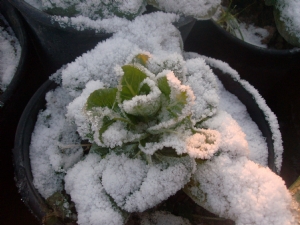 Frost wont defeat this one. Frost wont defeat this one.