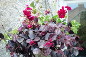 Loropetalum Loropetalum