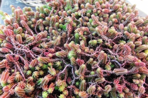 Sedum sexangulare Sedum sexangulare