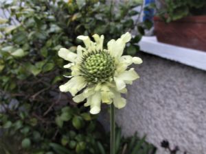 Cephalaria gigantica Cephalaria gigantica