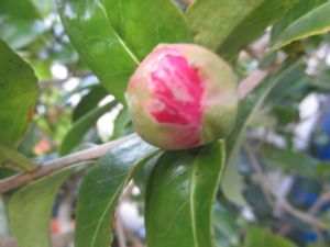 Camellia Camellia