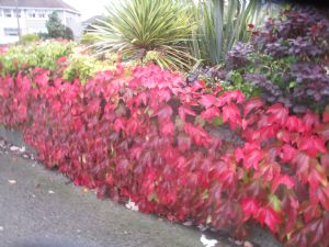Boston Ivy Boston Ivy