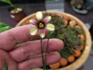 S. 'Biscutella' S. 'Biscutella'