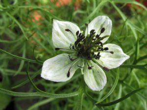 Nigella 'African Bride' Nigella 'African Bride'