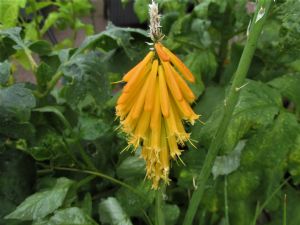 Kniphofia 'Mango Popsicle' Kniphofia 'Mango Popsicle'