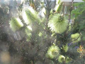 Callistemon Callistemon