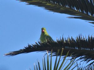 Parrot Parrot