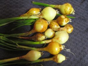 New Years Onions New Years Onions