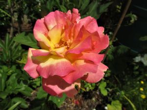 Rosa 'Best Wishes' Rosa 'Best Wishes'