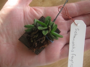 Schoenorchis fragrans Schoenorchis fragrans
