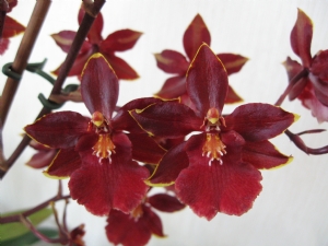 Colmanara 'Wildcat Bobcat' Colmanara 'Wildcat Bobcat'