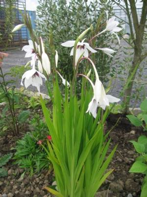 Acidanthera Acidanthera