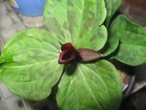 Trillium cuneatum Trillium cuneatum