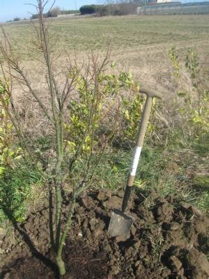 New home for Mairin's acer. New home for Mairin's acer.
