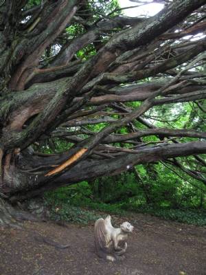 In witch's forest In witch's forest
