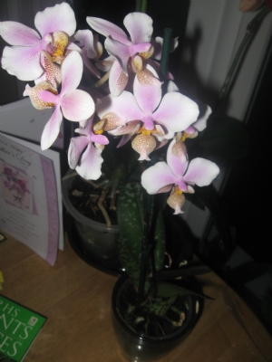 Phalaenopsis Philadelphia (schillerianaXstuartiana) Phalaenopsis Philadelphia (schillerianaXstuartiana)