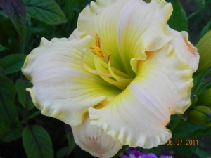 Hemerocallis 'Key Lime Special' Hemerocallis 'Key Lime Special'