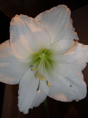 Hippeastrum Hippeastrum