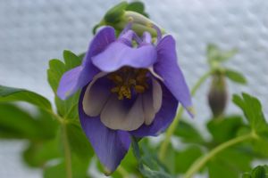 Aquilegia. Aquilegia.