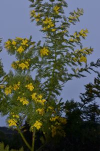 Acacia Mimosa ...3 years old.... Acacia Mimosa ...3 years old....